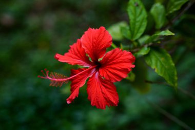 Hibiscus yaz Okinawa