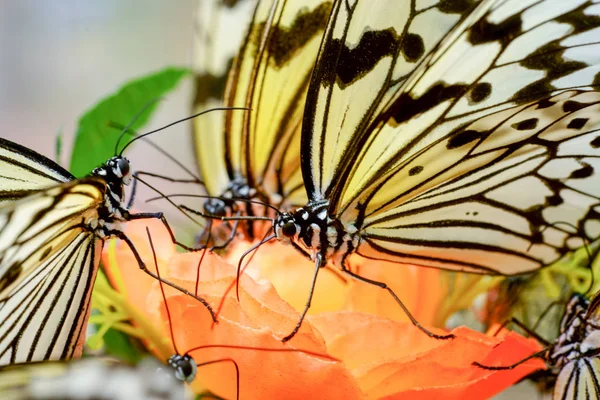 Mariposa Papel Arroz Okinwa — Foto de Stock