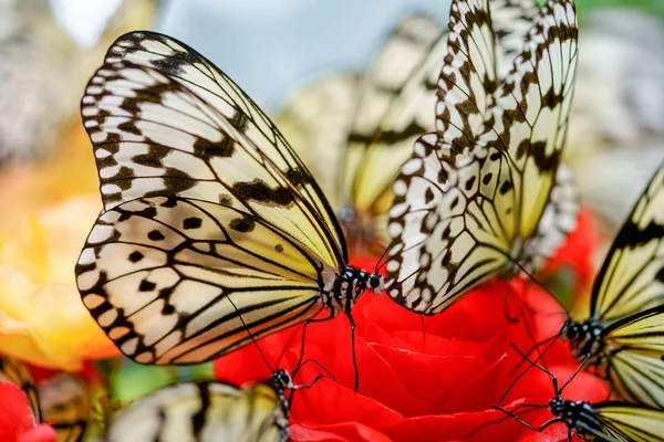 okinwa pirinç kağıt kelebek