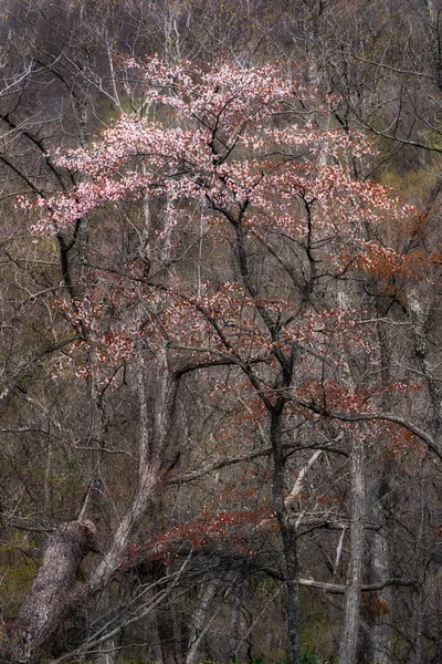 Kersenbloesems Het Voorjaar — Stockfoto