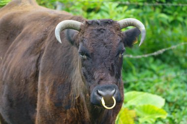 Iriomote adasında inek