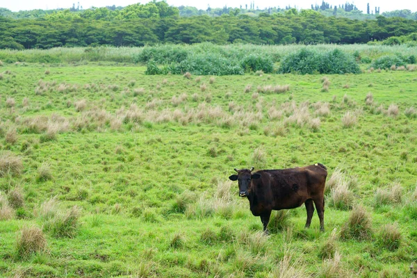 Cow Iriomote Island — Stock Photo, Image