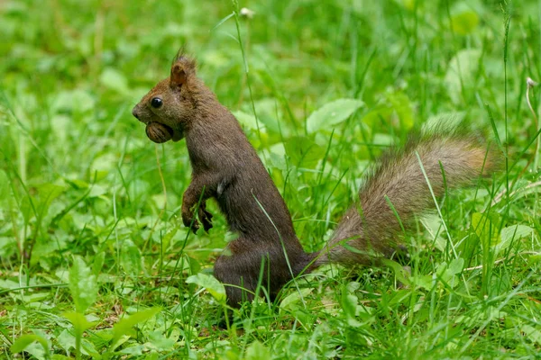 Eekhoorn Het Bos — Stockfoto