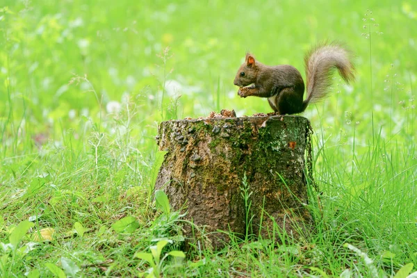 Écureuil Dans Forêt — Photo