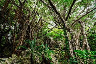 Okinawa BIIg Hint inciri ağacı