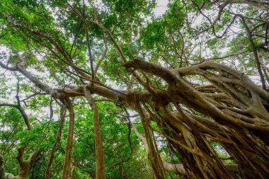 Okinawa BIIg Hint inciri ağacı