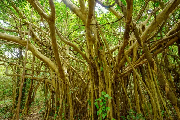 Biig Banyan Tree Okinawa — Fotografia de Stock