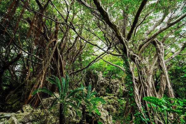 Okinawa BIIg Hint inciri ağacı