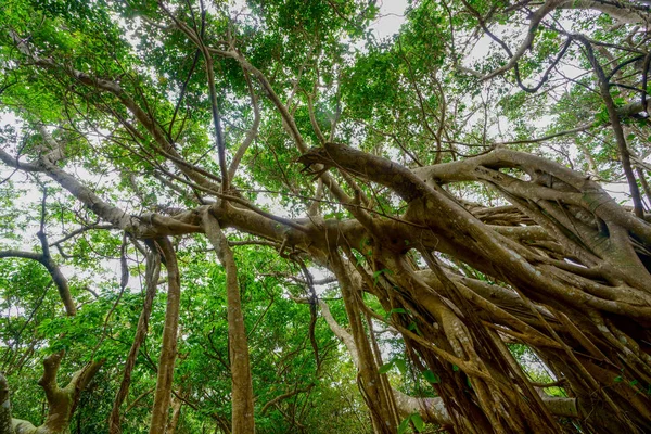 Okinawa BIIg Hint inciri ağacı