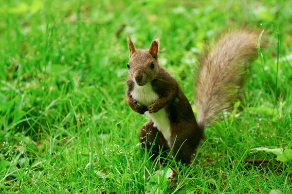 Squirrel in the forest