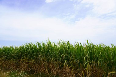 Hateruma ada manzara