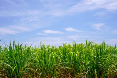 Hateruma ada manzara