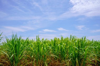 Hateruma ada manzara