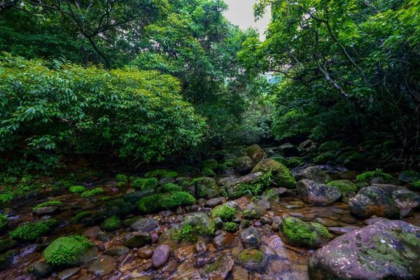 Iriomote ada ormanda