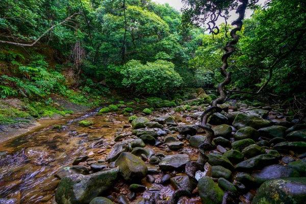 Iriomote ada ormanda