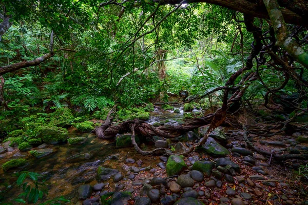Jungle Dans Île Iriomote — Photo