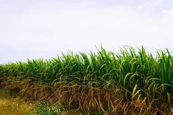 Hateruma ada manzara