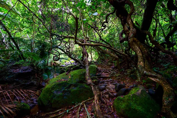 Ζούγκλα Νησί Iriomote — Φωτογραφία Αρχείου