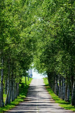 hokkaido sokakta ağaç