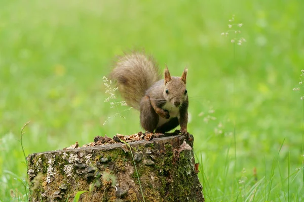 Ekorre Skogen — Stockfoto