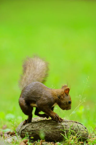 Ekorre Skogen — Stockfoto