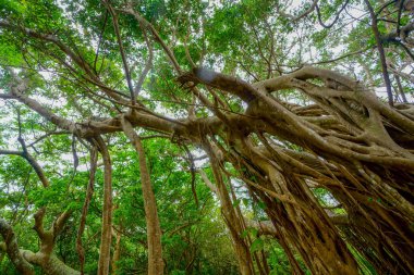 Okinawa büyük Hint inciri ağacı