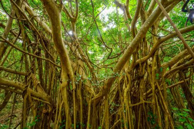 Okinawa büyük Hint inciri ağacı