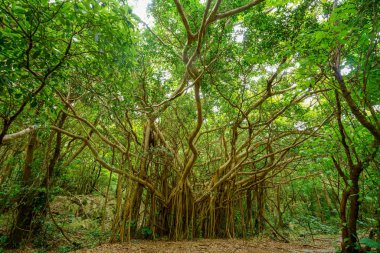 Okinawa büyük Hint inciri ağacı
