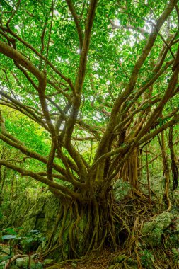 Okinawa büyük Hint inciri ağacı