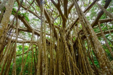 Okinawa büyük Hint inciri ağacı