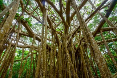 Okinawa büyük Hint inciri ağacı