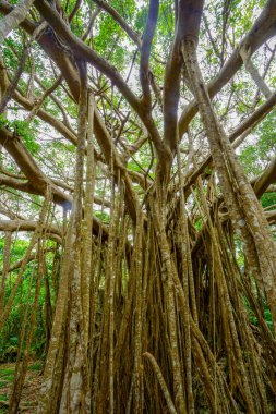 Okinawa büyük Hint inciri ağacı