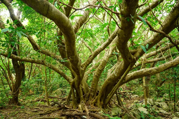 Großer Banyan Baum Okinawa — Stockfoto