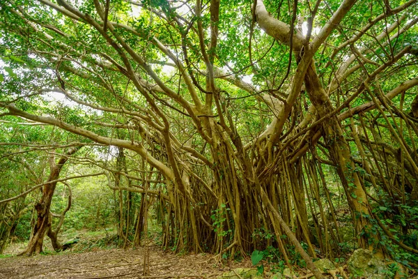 Großer Banyan Baum Okinawa — Stockfoto