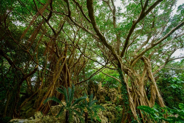 Duże Banyan Drzewo Okinawa — Zdjęcie stockowe