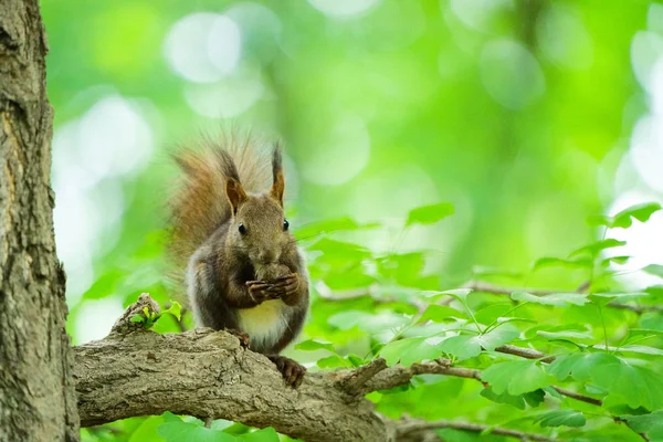 Squirrel Forest — Stock Photo, Image