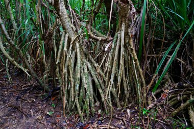 Iriomote ada ormanda