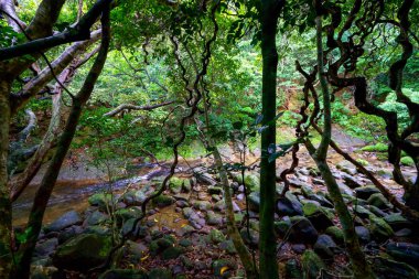 Iriomote ada ormanda