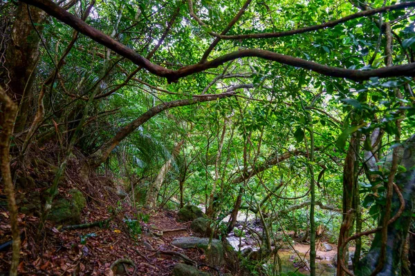 Ζούγκλα Νησί Iriomote — Φωτογραφία Αρχείου