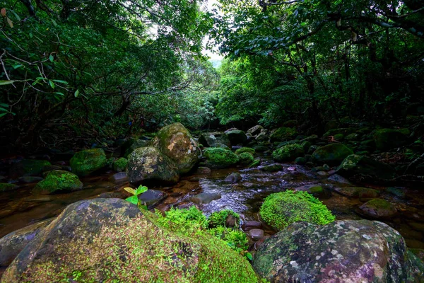 Selva Ilha Iriomote — Fotografia de Stock