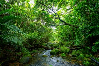 Iriomote ada ormanda