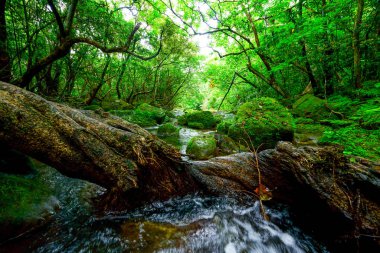 Iriomote ada ormanda