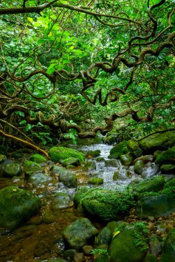 Iriomote ada ormanda