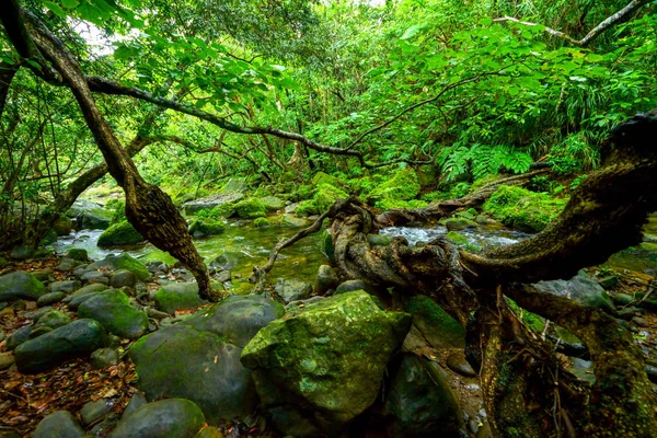Selva Ilha Iriomote — Fotografia de Stock