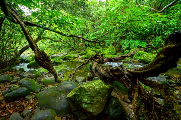 Dschungel Auf Iriomote Insel — Stockfoto