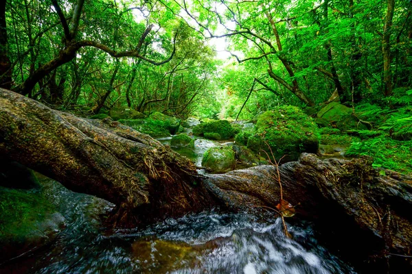 Iriomote ada ormanda