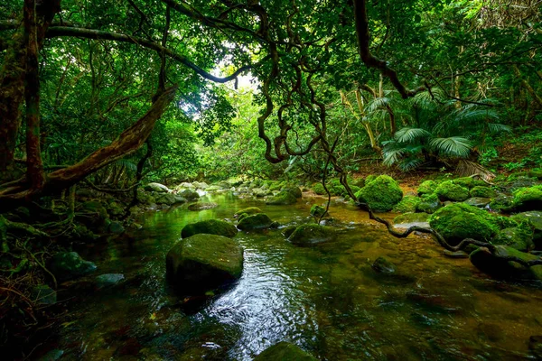 Giungla Nell Isola Iriomote — Foto Stock