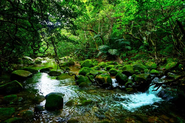 Dżungla Wyspa Iriomote — Zdjęcie stockowe