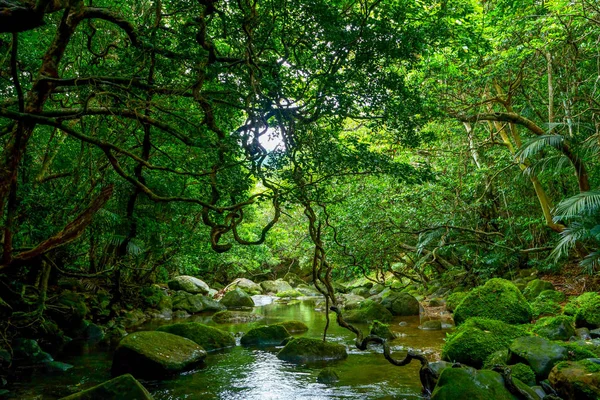 Jungle Dans Île Iriomote — Photo