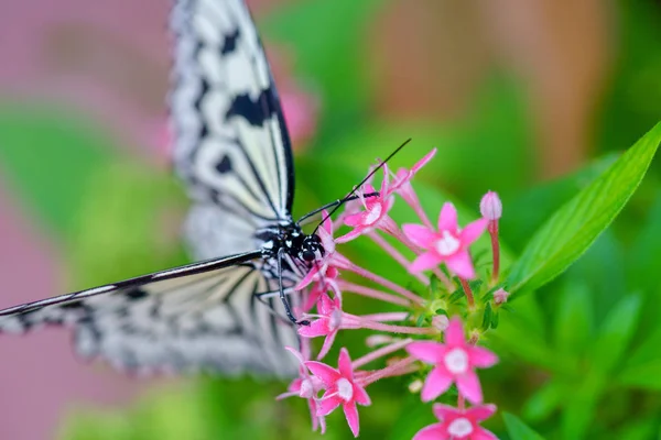 Mariposa Papel Arroz Okinawa — Foto de Stock